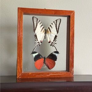 Framed Butterfly Display with Zebra and Orange & Black Butterflies (Peru)